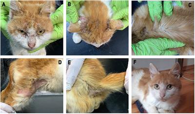 Case Report: Notoedric Mange and Aelurostrongylidosis in Two Domestic Cats From Rural Environment in Romania